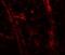 Teneurin Transmembrane Protein 3 antibody, NBP2-81974, Novus Biologicals, Immunocytochemistry image 