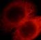 Syntaxin 8 antibody, FNab08456, FineTest, Immunofluorescence image 
