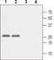 Calcium Voltage-Gated Channel Auxiliary Subunit Gamma 5 antibody, PA5-77351, Invitrogen Antibodies, Western Blot image 