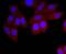 Immunoglobulin Heavy Constant Alpha 1 antibody, A07514-1, Boster Biological Technology, Immunocytochemistry image 
