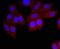 Immunoglobulin Heavy Constant Alpha 1 antibody, A07514-1, Boster Biological Technology, Immunocytochemistry image 