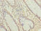 Nucleotide Binding Protein Like antibody, LS-C378192, Lifespan Biosciences, Immunohistochemistry paraffin image 
