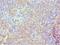 B-cell differentiation antigen LP-3 antibody, orb352662, Biorbyt, Immunohistochemistry paraffin image 