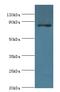 Striatin antibody, MBS1492836, MyBioSource, Western Blot image 