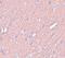 Synaptogyrin 3 antibody, NBP1-77102, Novus Biologicals, Immunohistochemistry paraffin image 