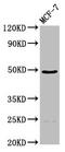 Extracellular Matrix Protein 1 antibody, CSB-PA007383LA01HU, Cusabio, Western Blot image 