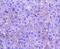 Colony Stimulating Factor 1 antibody, NBP2-67490, Novus Biologicals, Immunohistochemistry paraffin image 