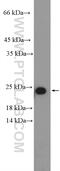 Ribosomal Protein L18 antibody, 17029-1-AP, Proteintech Group, Western Blot image 