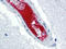 Von Willebrand Factor antibody, AP22470PU-N, Origene, Immunohistochemistry frozen image 