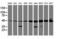 Tubulin Alpha Like 3 antibody, LS-C173510, Lifespan Biosciences, Western Blot image 