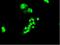 Forkhead Box A2 antibody, NBP2-02088, Novus Biologicals, Immunofluorescence image 