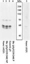 SHC-transforming protein 1 antibody, GTX24890, GeneTex, Western Blot image 