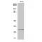 CD70 Molecule antibody, LS-C382560, Lifespan Biosciences, Western Blot image 