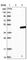 Yip1 Domain Family Member 3 antibody, HPA014859, Atlas Antibodies, Western Blot image 