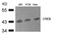 CAMP Responsive Element Binding Protein 1 antibody, 79-293, ProSci, Western Blot image 