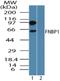 Formin Binding Protein 1 antibody, NBP2-24526, Novus Biologicals, Western Blot image 