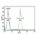 Nuclear Receptor Coactivator 7 antibody, abx034414, Abbexa, Western Blot image 