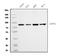 Calpain 1 antibody, M01943-3, Boster Biological Technology, Western Blot image 