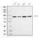 Calpain-1 catalytic subunit antibody, M01943-3, Boster Biological Technology, Western Blot image 