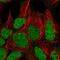 General Transcription Factor IIIC Subunit 6 antibody, HPA061345, Atlas Antibodies, Immunofluorescence image 