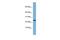 NBL1, DAN Family BMP Antagonist antibody, GTX45046, GeneTex, Western Blot image 