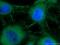 Cadherin 3 antibody, 13773-1-AP, Proteintech Group, Immunofluorescence image 