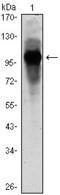 Aryl Hydrocarbon Receptor Nuclear Translocator Like antibody, GTX83281, GeneTex, Western Blot image 