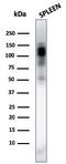 Cyclin Dependent Kinase 11B antibody, AE00278, Aeonian Biotech, Western Blot image 