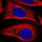 Ras Suppressor Protein 1 antibody, NBP1-82029, Novus Biologicals, Immunofluorescence image 