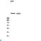 Inositol 1,4,5-Trisphosphate Receptor Type 1 antibody, LS-C813437, Lifespan Biosciences, Western Blot image 