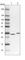 Tubulin Folding Cofactor B antibody, HPA041428, Atlas Antibodies, Western Blot image 