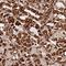 Transmembrane Protein 200C antibody, NBP2-30838, Novus Biologicals, Immunohistochemistry paraffin image 