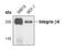 Integrin Subunit Beta 4 antibody, PA5-17172, Invitrogen Antibodies, Western Blot image 