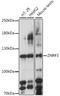 Zinc And Ring Finger 3 antibody, 16-383, ProSci, Western Blot image 