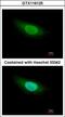 Geminin DNA Replication Inhibitor antibody, GTX116125, GeneTex, Immunofluorescence image 