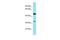 Golgi Phosphoprotein 3 Like antibody, PA5-46472, Invitrogen Antibodies, Western Blot image 