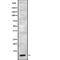 Cholecystokinin antibody, abx148988, Abbexa, Western Blot image 