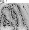 Estrogen Receptor 1 antibody, PA1-308, Invitrogen Antibodies, Immunohistochemistry frozen image 