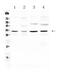 Aquaporin 3 (Gill Blood Group) antibody, PA5-78810, Invitrogen Antibodies, Western Blot image 