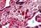 Fukutin antibody, MBS247217, MyBioSource, Immunohistochemistry frozen image 