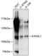KAT8 Regulatory NSL Complex Subunit 1 antibody, 13-784, ProSci, Western Blot image 