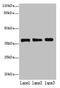 Mitochondrial Ribosomal Protein L44 antibody, CSB-PA864007LA01HU, Cusabio, Western Blot image 