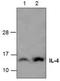 IL-4 antibody, TA319039, Origene, Western Blot image 