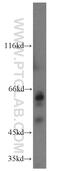 Tectonic Family Member 1 antibody, 15004-1-AP, Proteintech Group, Western Blot image 