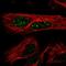 WD repeat-containing protein 85 antibody, HPA022911, Atlas Antibodies, Immunofluorescence image 