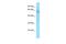 POC5 Centriolar Protein antibody, A10282, Boster Biological Technology, Western Blot image 