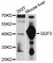 Growth Differentiation Factor 3 antibody, STJ23765, St John