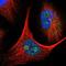 Mitogen-Activated Protein Kinase 13 antibody, NBP1-87373, Novus Biologicals, Immunofluorescence image 