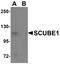 Signal Peptide, CUB Domain And EGF Like Domain Containing 1 antibody, LS-C115870, Lifespan Biosciences, Western Blot image 