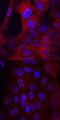 Fms Related Tyrosine Kinase 3 antibody, AF368, R&D Systems, Immunofluorescence image 
